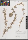 Foto von Salix capusii Franch.